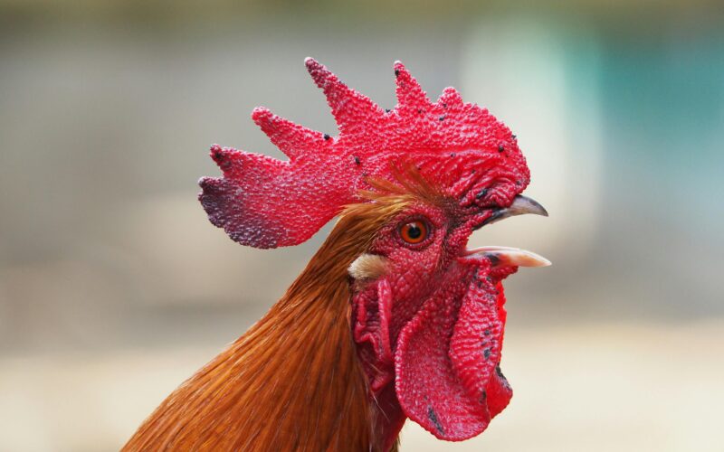 SSL-certificaat activeren met Really Simple SSL plugin in WordPress