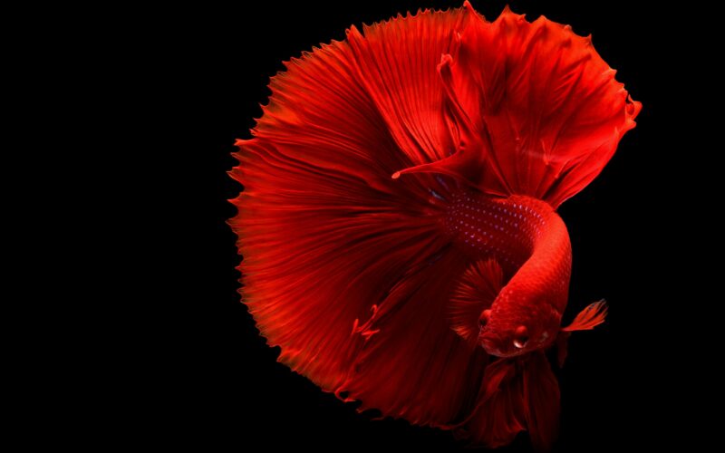 Linktree Instagram overzicht