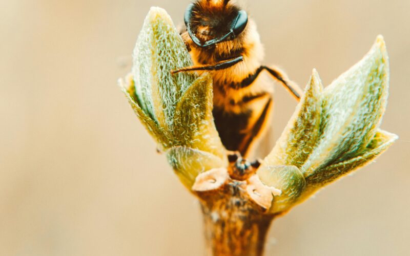 Aanmelding bij het affiliate platform Daisycon succesvol voltooid